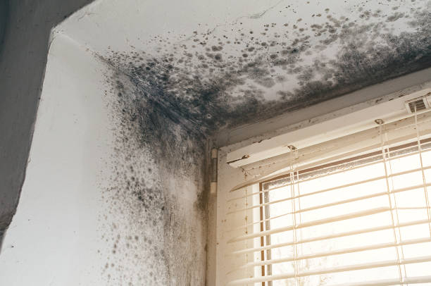 Affordable Mold Cleanup solutions in Decatur, IL